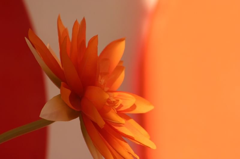 Bright flower