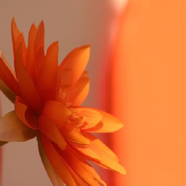 Bright flower