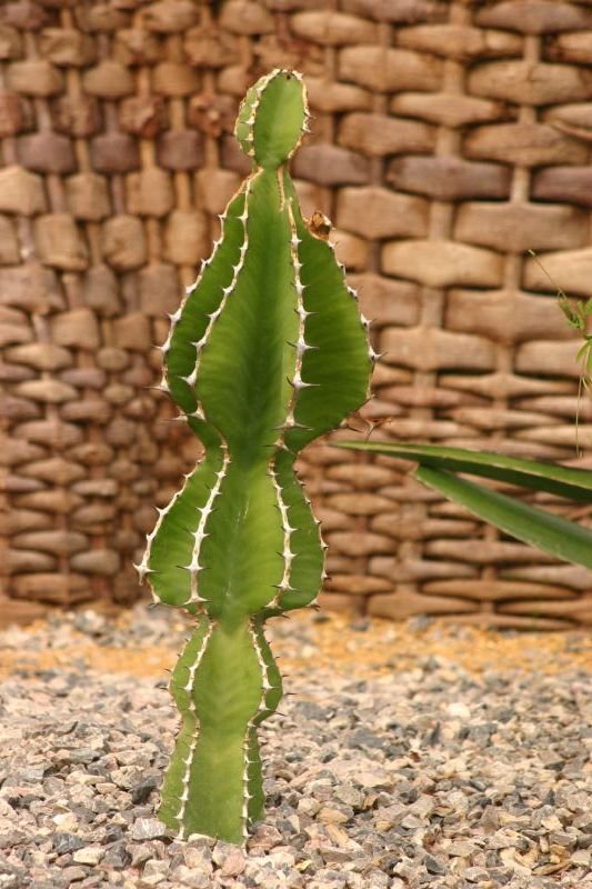 Cactus