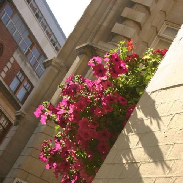 Flowers