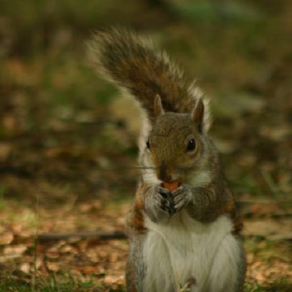 Nibble nibble