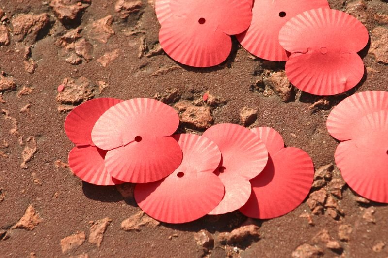 Poppies