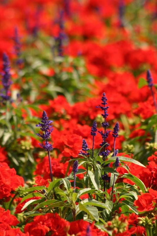 Purple and red