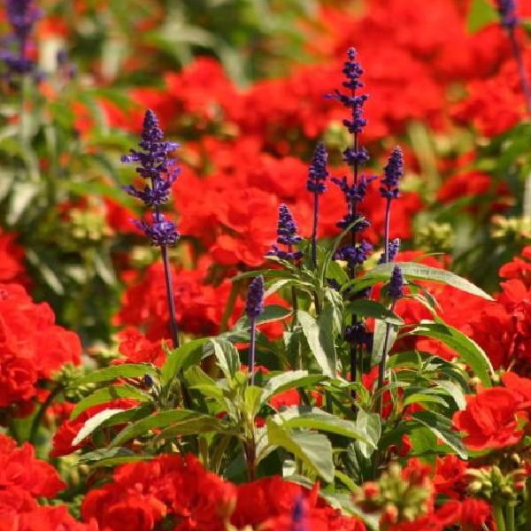 Purple and red