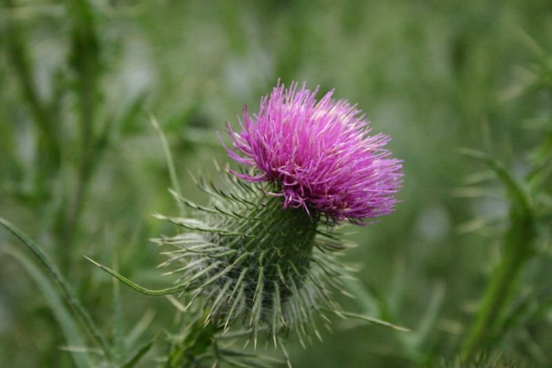 Thistle