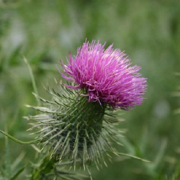 Thistle
