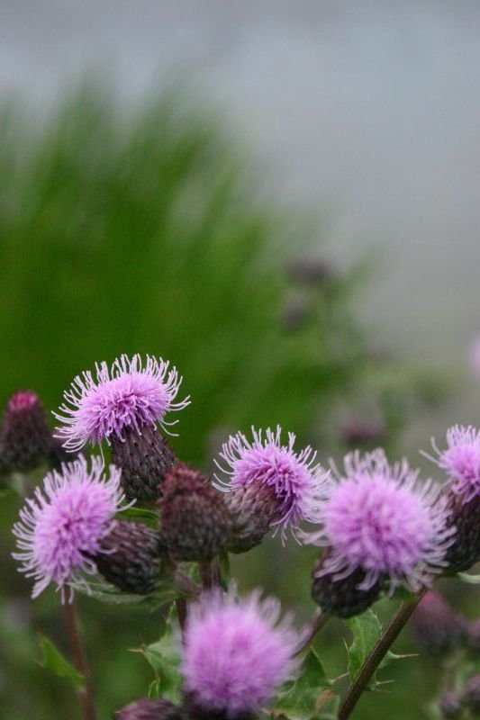 Thistle