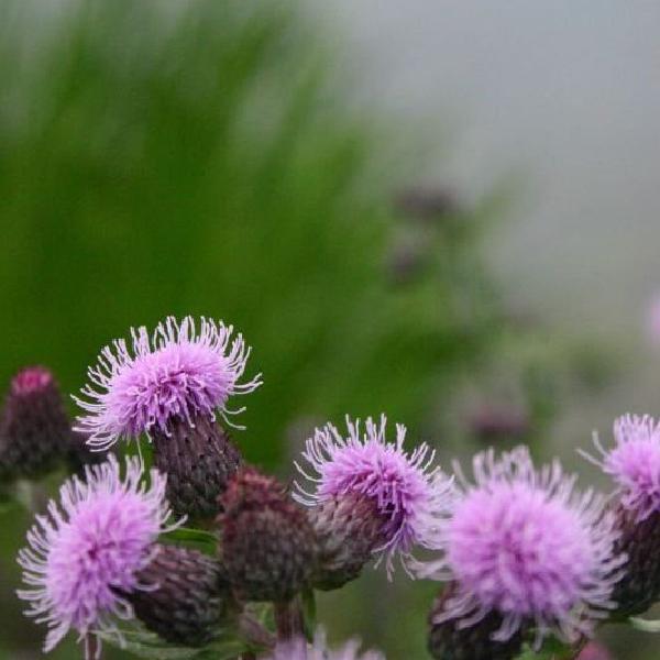 Thistle