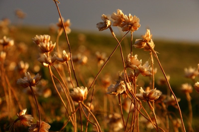 Flowers in the sunset