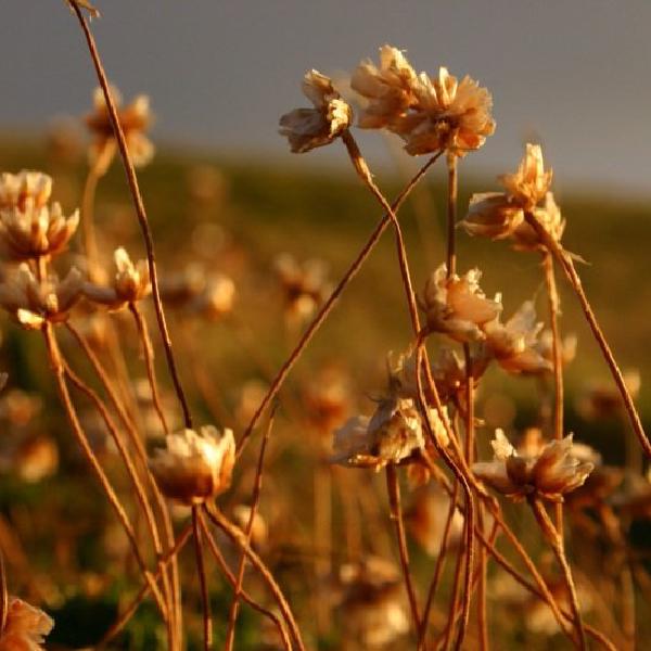 Flowers in the sunset