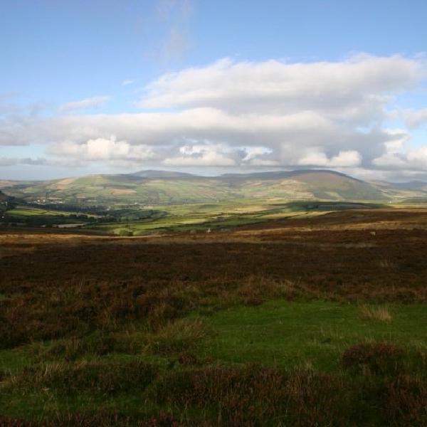 Manx meadows