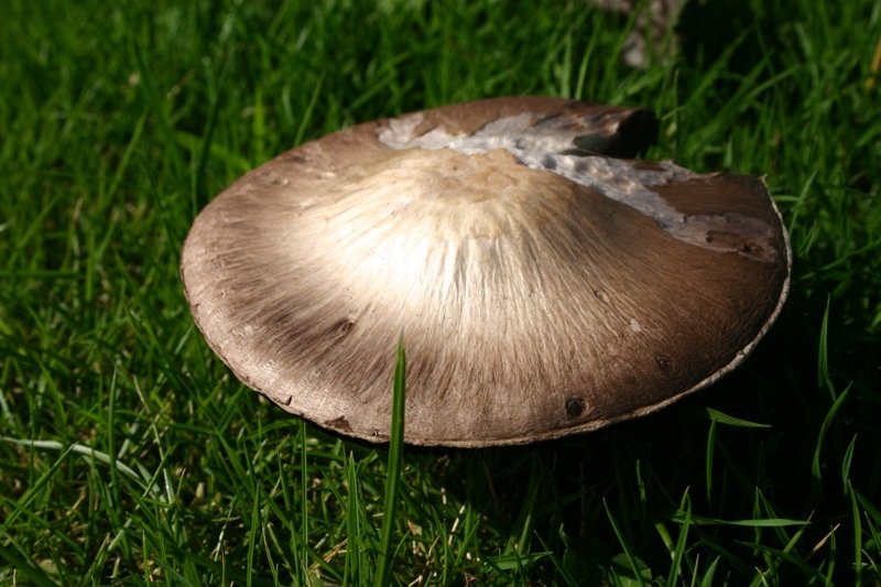Mushroom