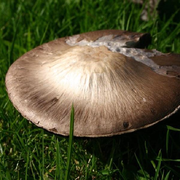 Mushroom
