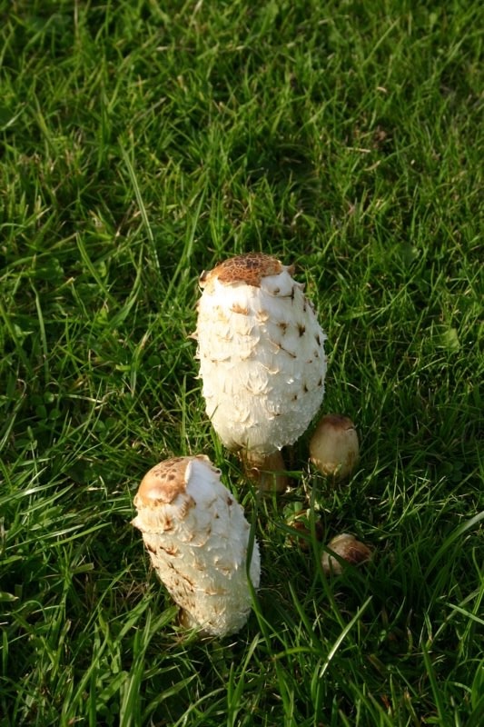 Mushrooms