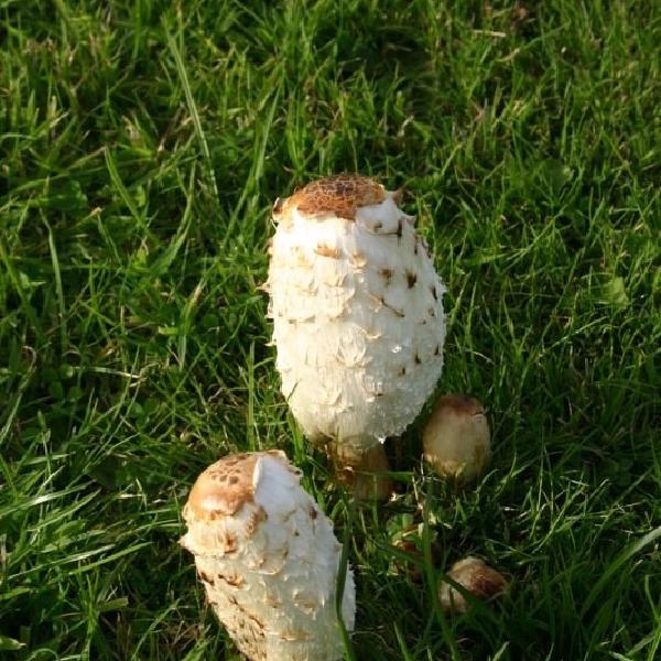 Mushrooms