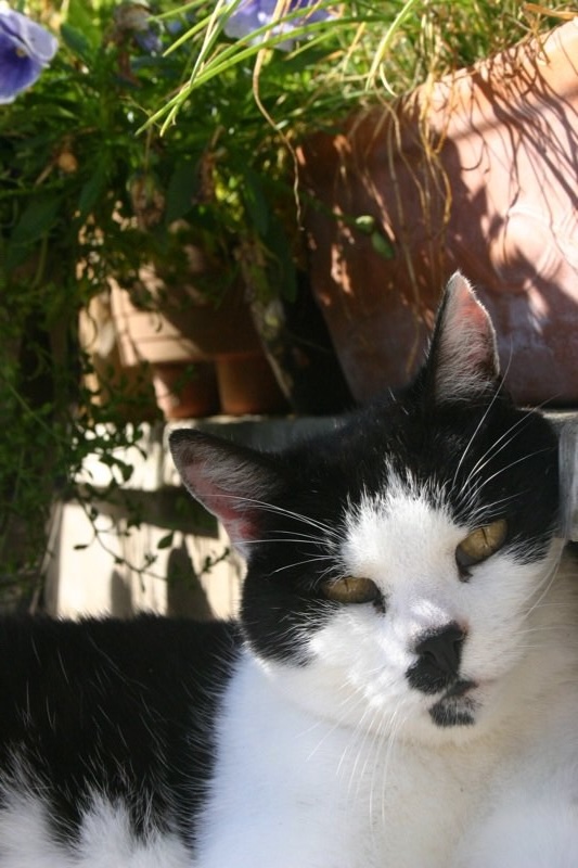 Patch