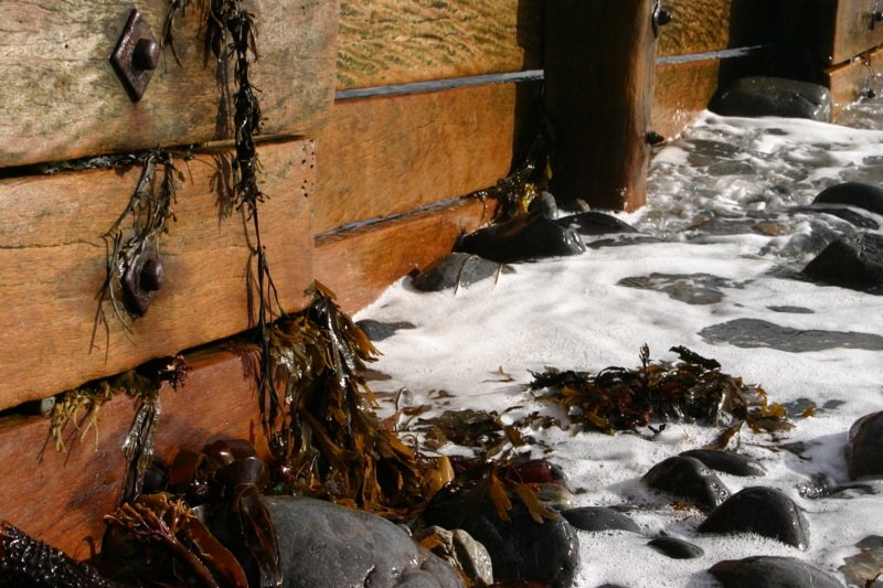 Seaweed debris