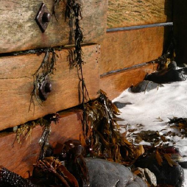 Seaweed debris