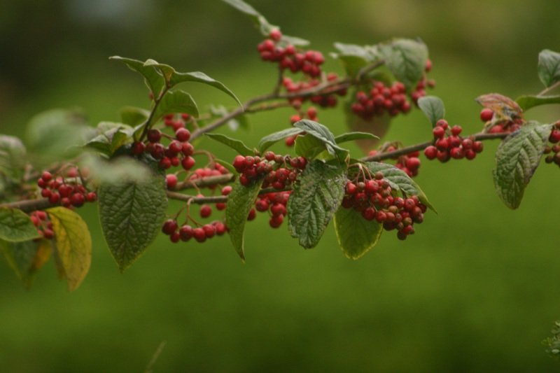 Berries