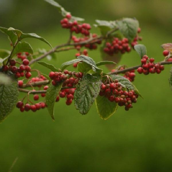Berries