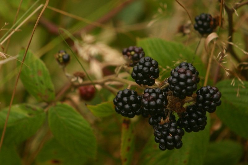 Blackberries