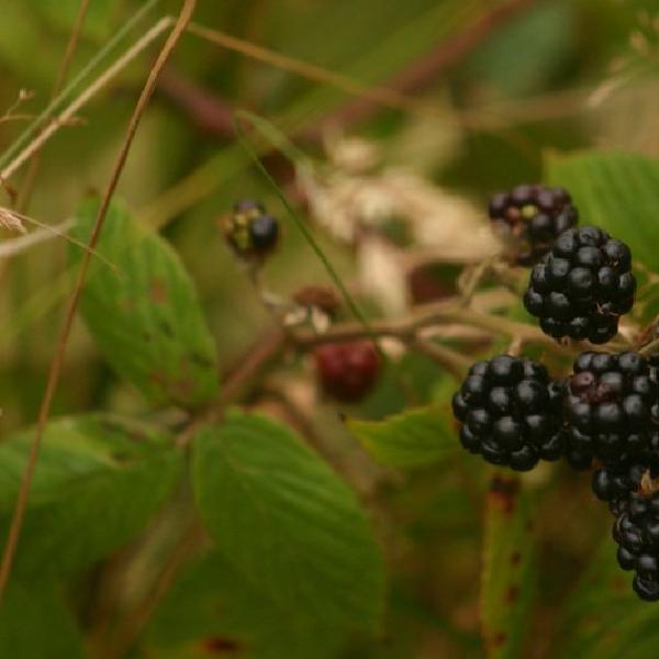 Blackberries