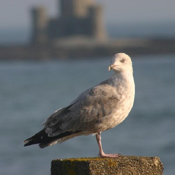Gull on the wall