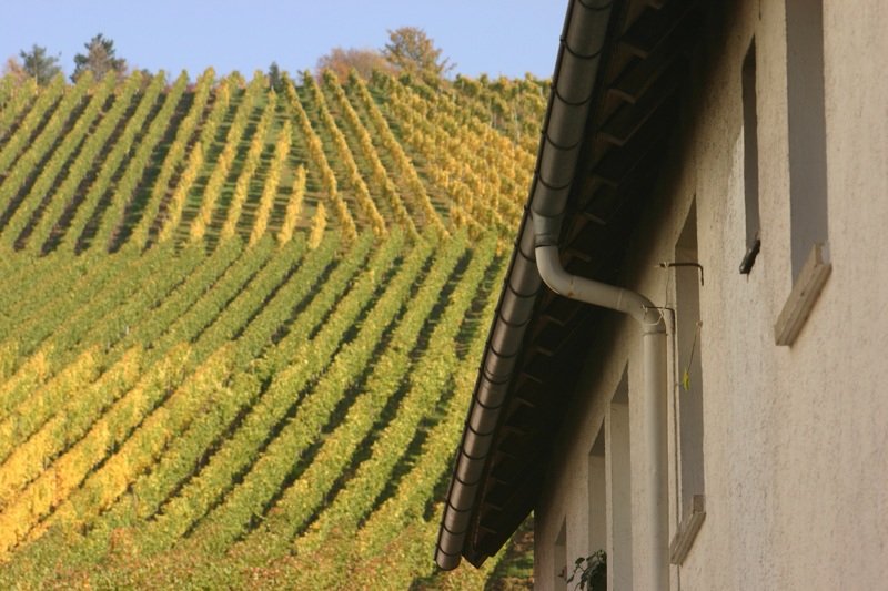 In the wine region