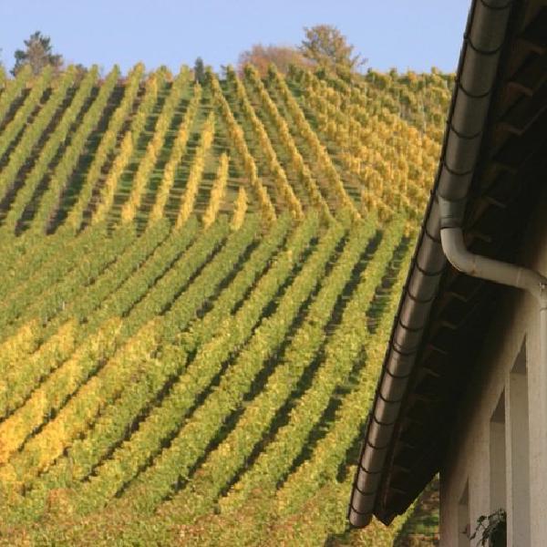In the wine region