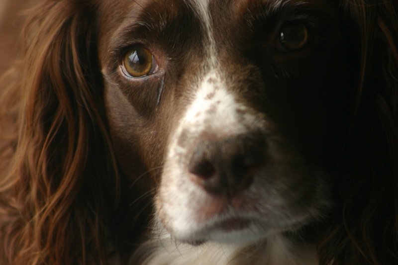 Lucy