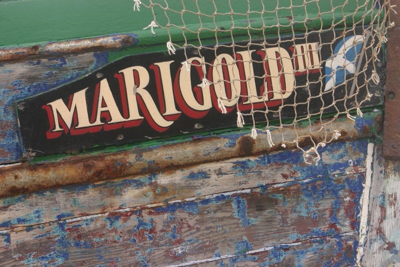 Marigold III