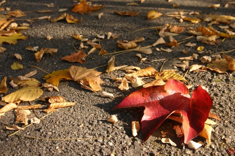 One red leaf