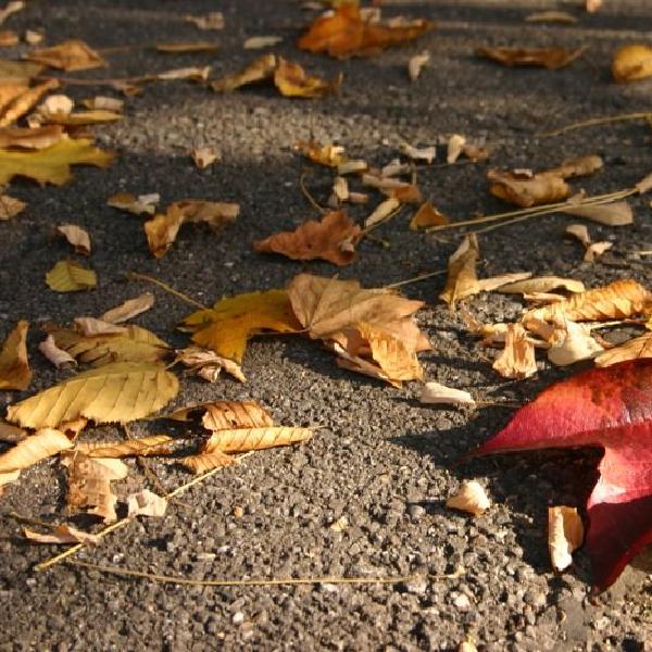One red leaf