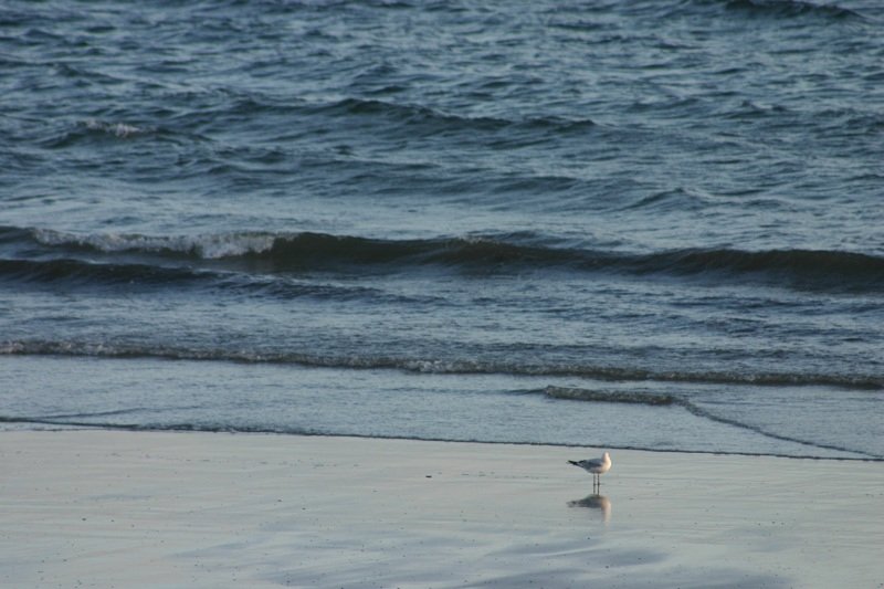 Seagull