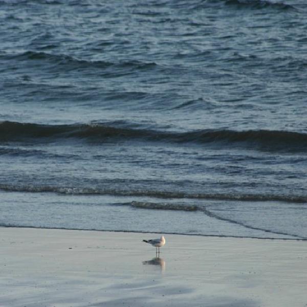 Seagull