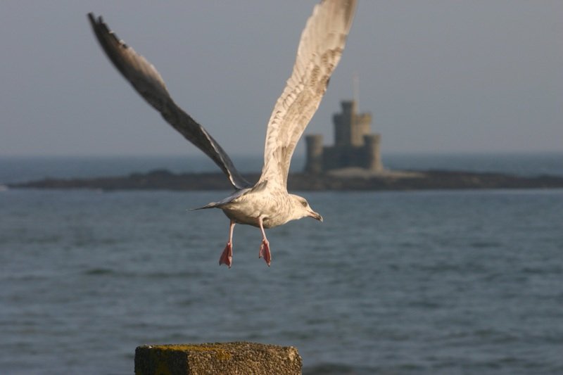 Taking flight