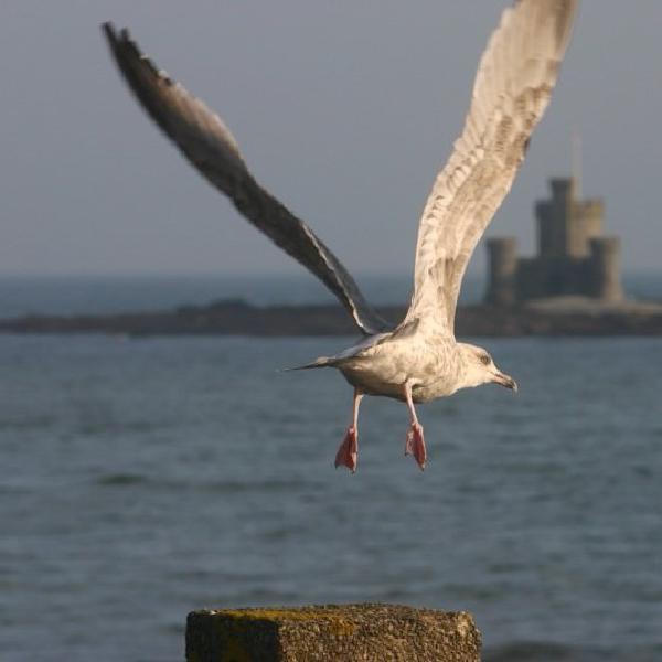 Taking flight