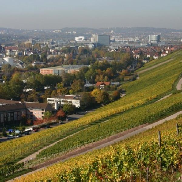 Through the wine and into the city