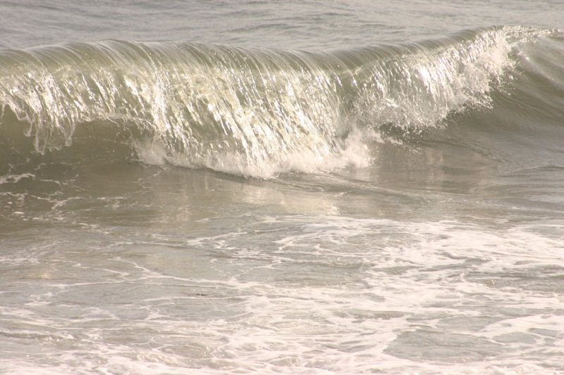 White horses