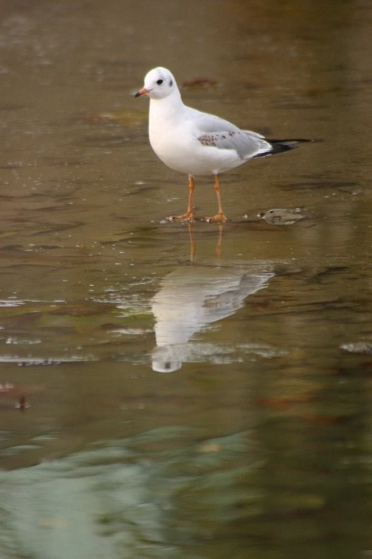 Gull on the edge