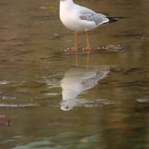 Gull on the edge