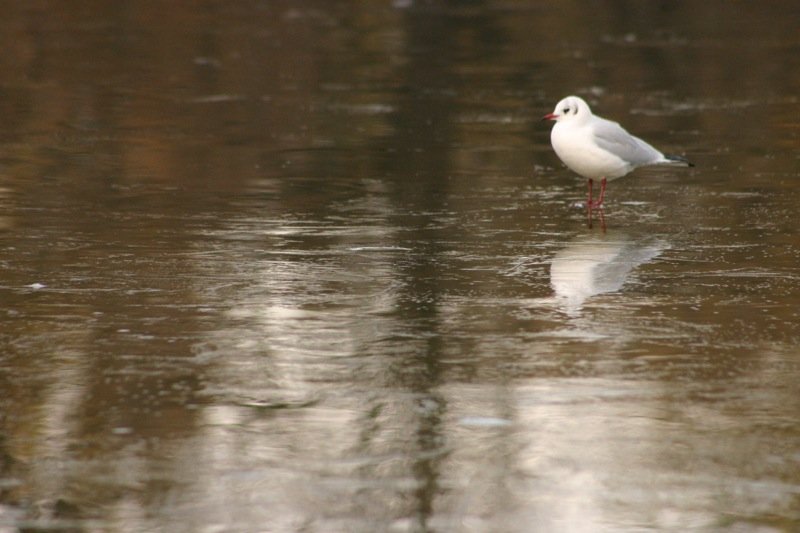 Gull on the ice