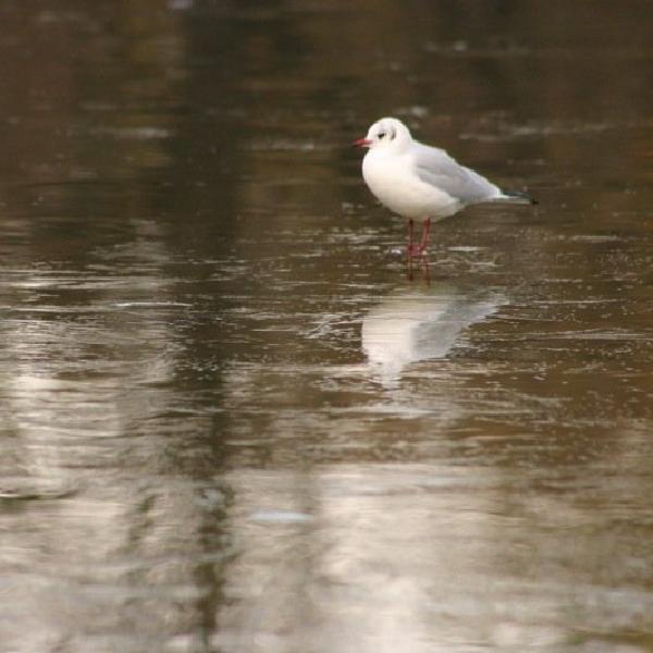 Gull on the ice