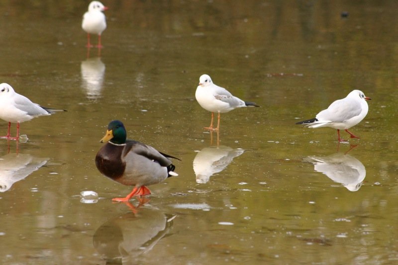 Walking on (partially frozen) water