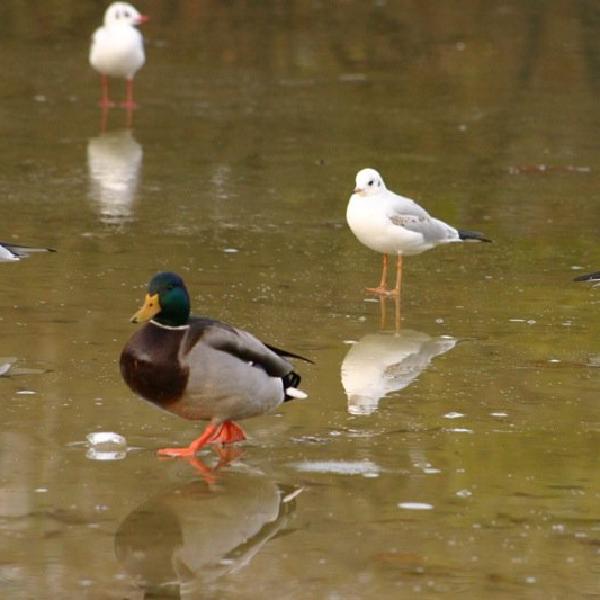 Walking on (partially frozen) water