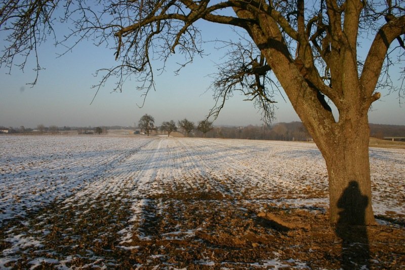 Figure in the tree