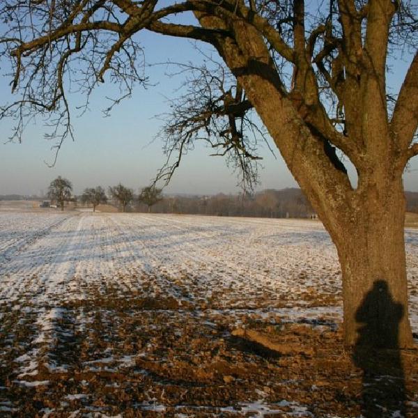 Figure in the tree
