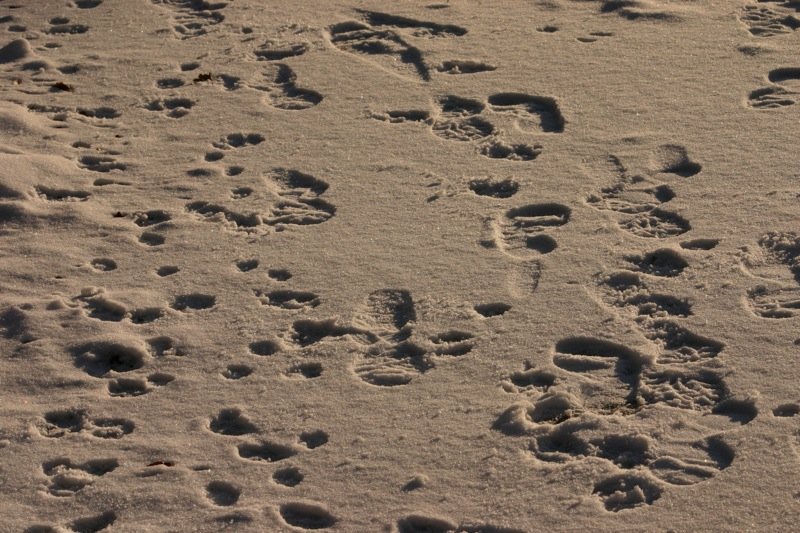 Footprints (and pawprints) in the snow