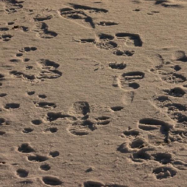 Footprints (and pawprints) in the snow