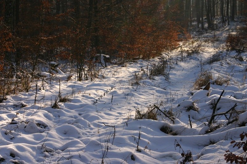 Into the woods